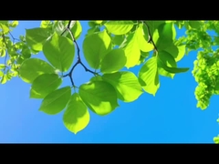 Như những người cha, Farrleey bảo vệ bằng sự đáng tin cậy—không khí trong lành cho gia đình và hành tinh.